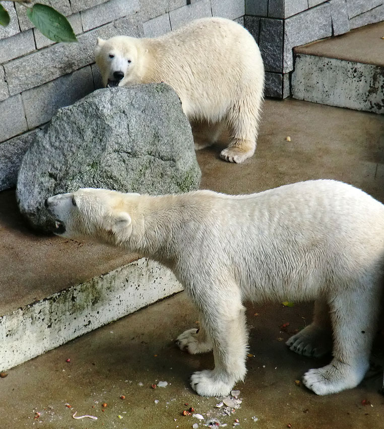 Eisbär LUKA und Eisbärin ANORI im Wuppertaler Zoo am 30. Oktober 2013