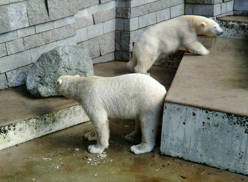 Eisbär LUKA und Eisbärin ANORI im Zoo Wuppertal am 30. Oktober 2013