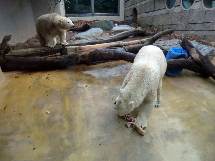 Eisbärin ANORI und Eisbär LUKA im Wuppertaler Zoo am 9. November 2013