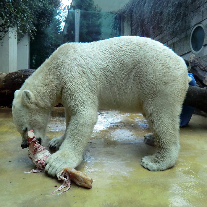 Eisbären LUKA am 9. November 2013 im Wuppertaler Zoo