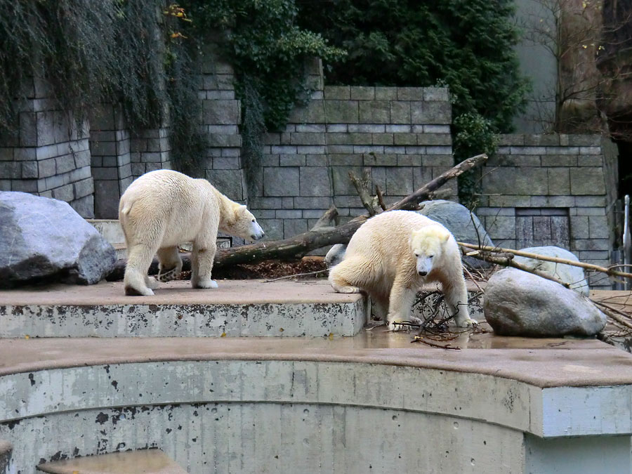Eisbär LUKA und Eisbärin ANORI im Zoo Wuppertal am 9. November 2013