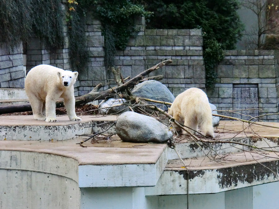 Eisbär LUKA und Eisbärin ANORI im Zoologischen Garten Wuppertal am 9. November 2013