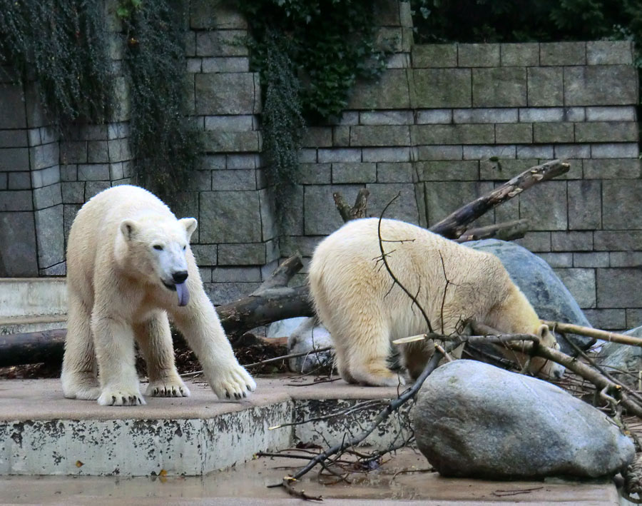 Eisbär LUKA und Eisbärin ANORI im Zoologischen Garten Wuppertal am 9. November 2013