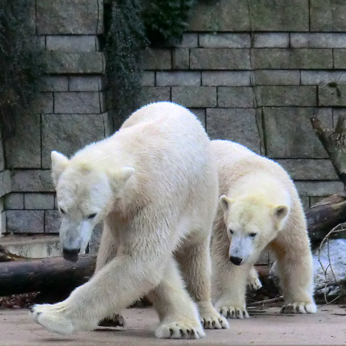 Eisbären LUKA und ANORI am 9. November 2013 im Wuppertaler Zoo