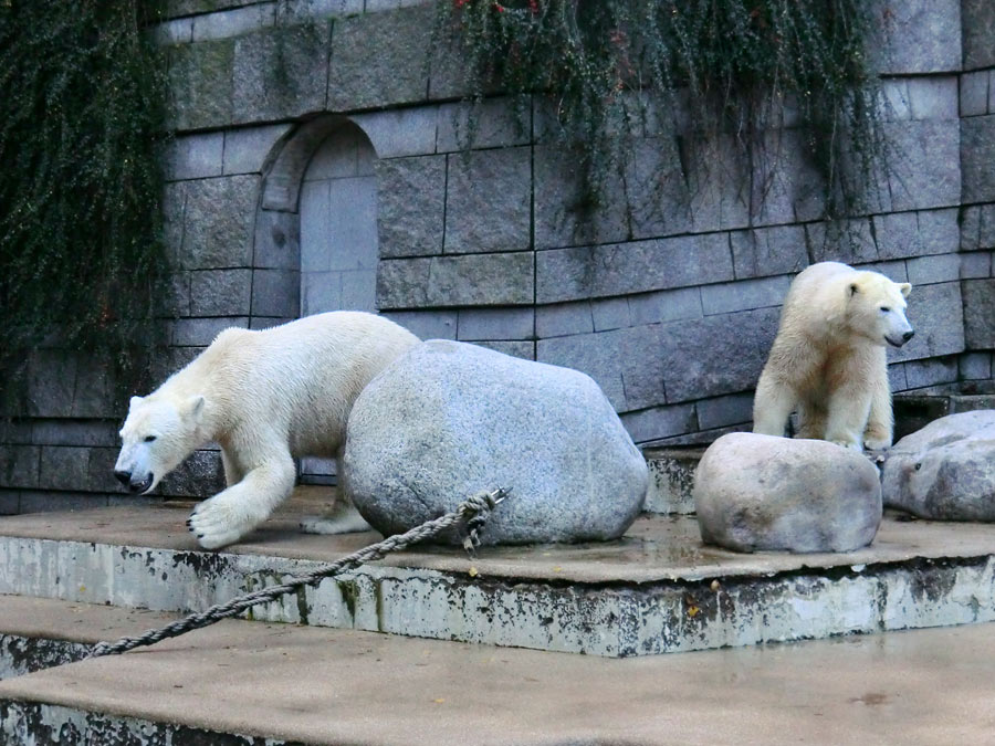 Eisbär LUKA und Eisbärin ANORI im Wuppertaler Zoo am 9. November 2013