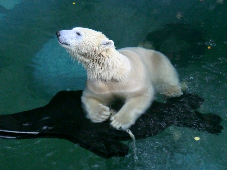 Eisbärin ANORI im Wuppertaler Zoo am 9. November 2013
