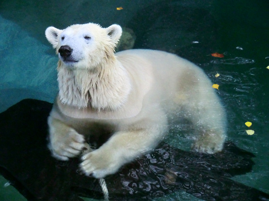 Eisbärin ANORI im Zoo Wuppertal am 9. November 2013