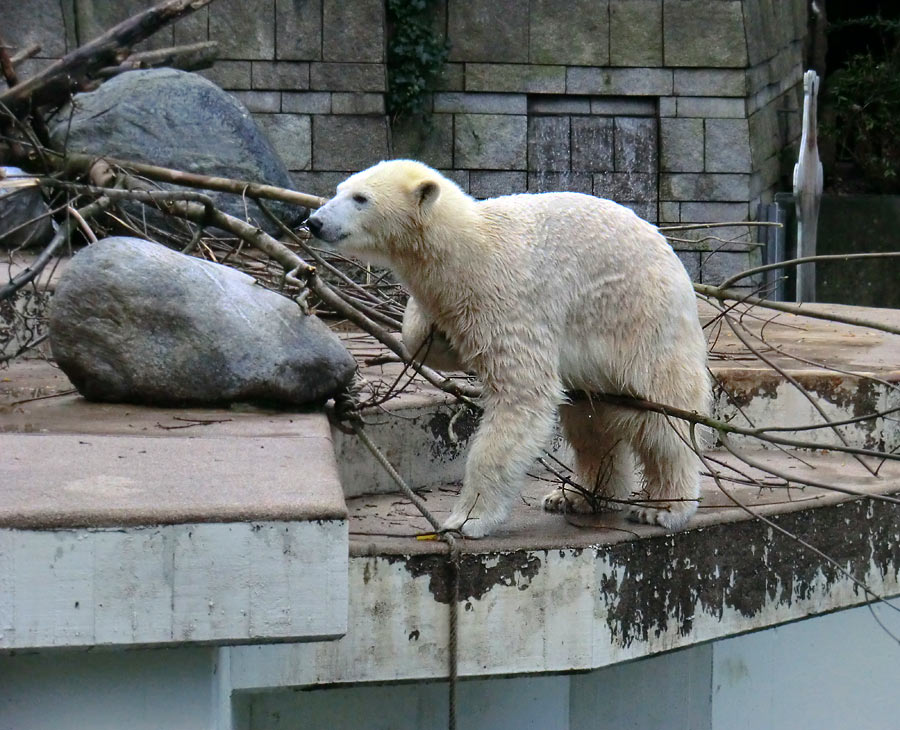 Eisbärin ANORI im Zoo Wuppertal am 9. November 2013