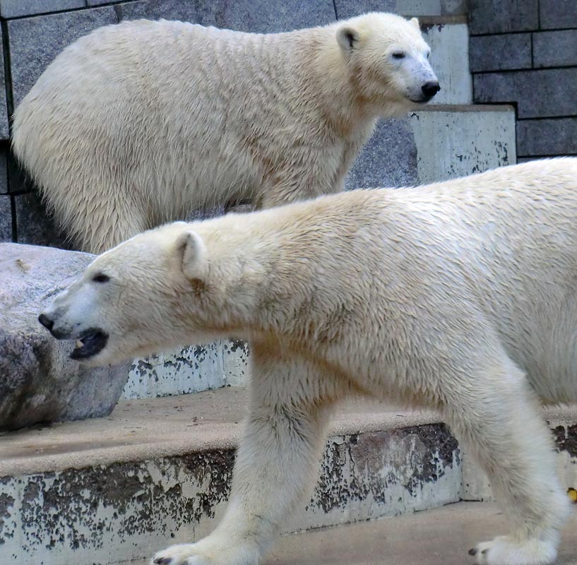 Eisbärin ANORI und Eisbär LUKA im Zoologischen Garten Wuppertal am 9. November 2013