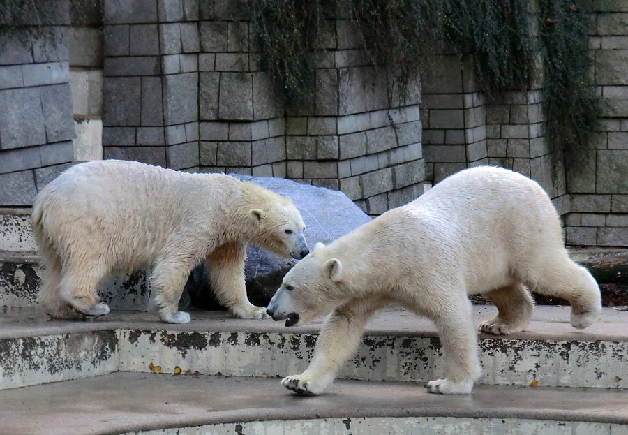 Eisbärin ANORI und Eisbär LUKA im Zoologischen Garten Wuppertal am 9. November 2013