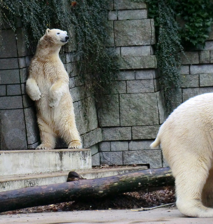 Eisbärin ANORI und Eisbär LUKA im Zoo Wuppertal am 9. November 2013