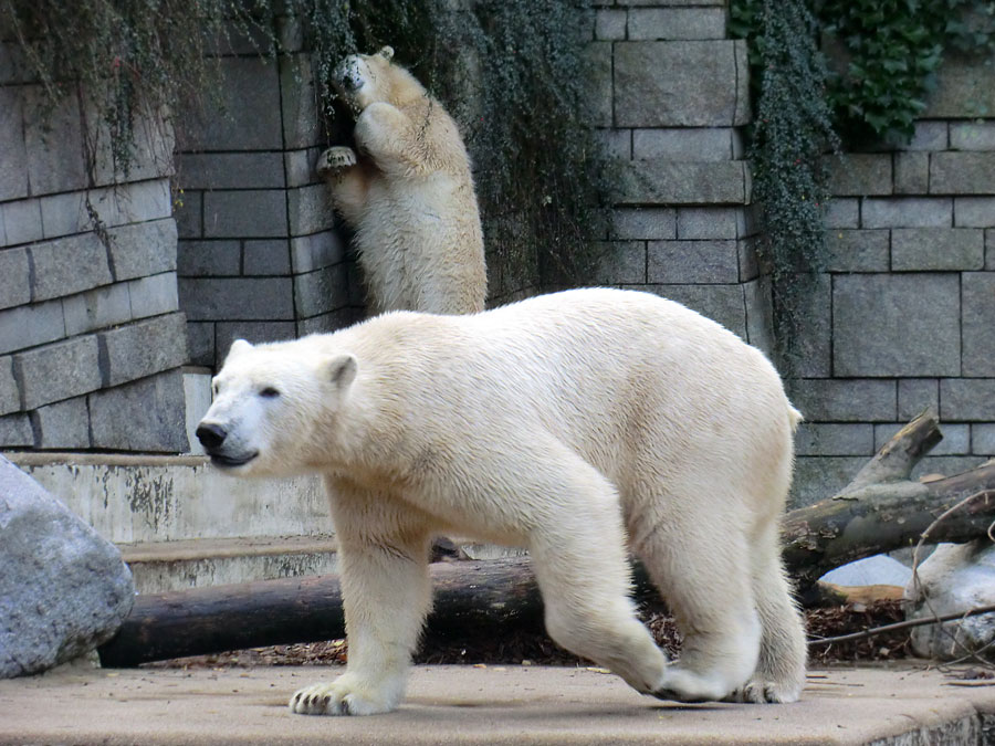 Eisbär LUKA und Eisbärin ANORI im Wuppertaler Zoo am 9. November 2013