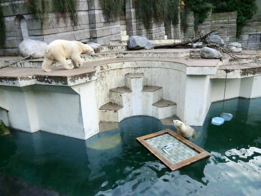 Eisbär LUKA und Eisbärin ANORI im Zoologischen Garten Wuppertal am 11. November 2013