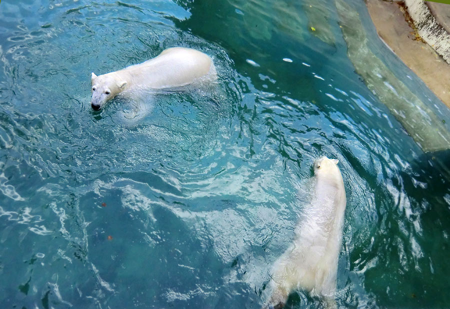Eisbär LUKA und Eisbärin ANORI im Wuppertaler Zoo am 11. November 2013