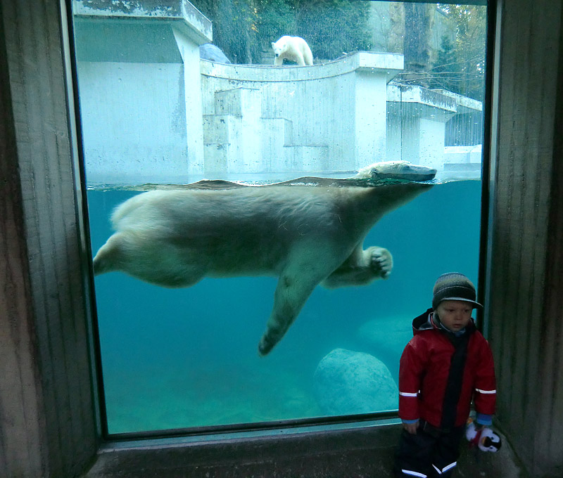 Eisbärin ANORI im Zoologischen Garten Wuppertal am 16. November 2013