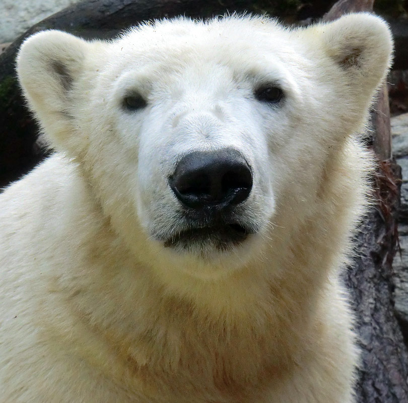 Eisbär LUKA im Zoo Wuppertal am 16. November 2013