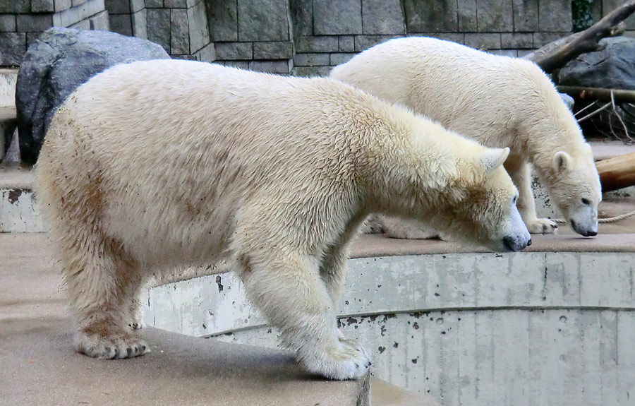 Eisbärin ANORI und Eisbär LUKA im Wuppertaler Zoo am 30. November 2013