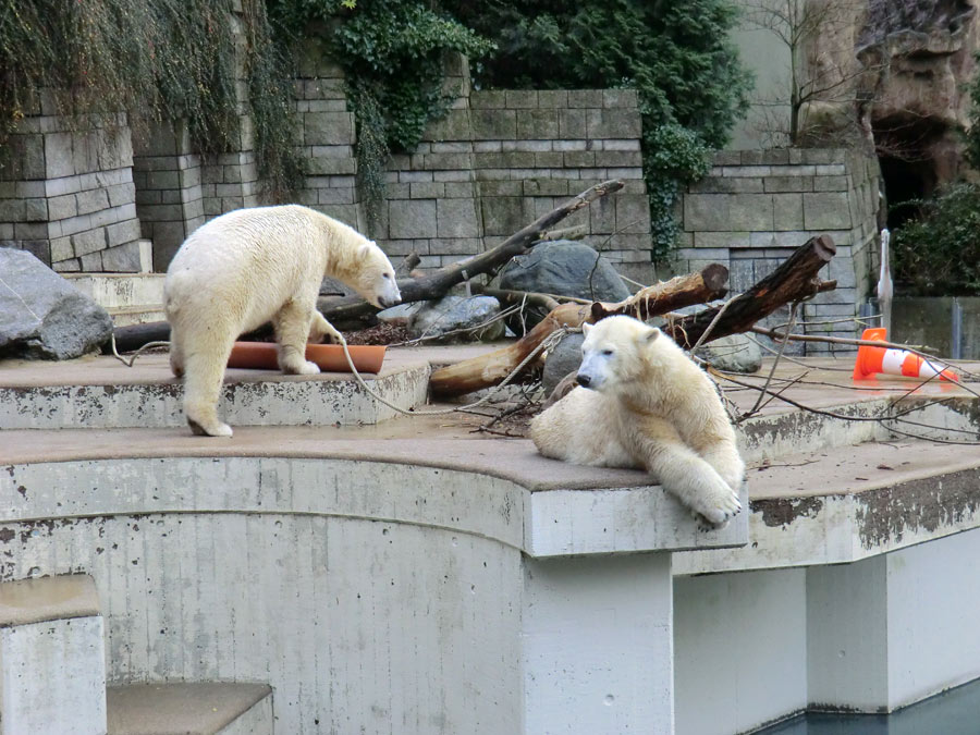 Eisbär LUKA und Eisbärin ANORI im Zoo Wuppertal am 30. November 2013