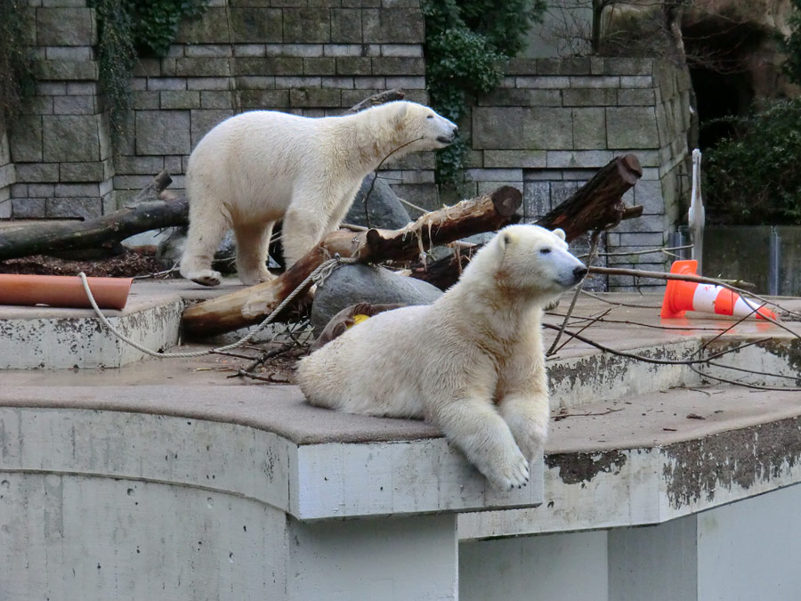 Eisbär LUKA und Eisbärin ANORI im Zoologischen Garten Wuppertal am 30. November 2013
