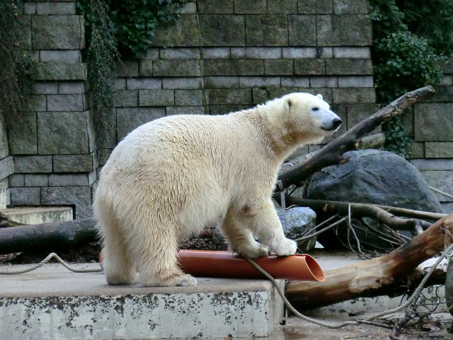 Eisbärin ANORI im Zoologischen Garten Wuppertal am 30. November 2013