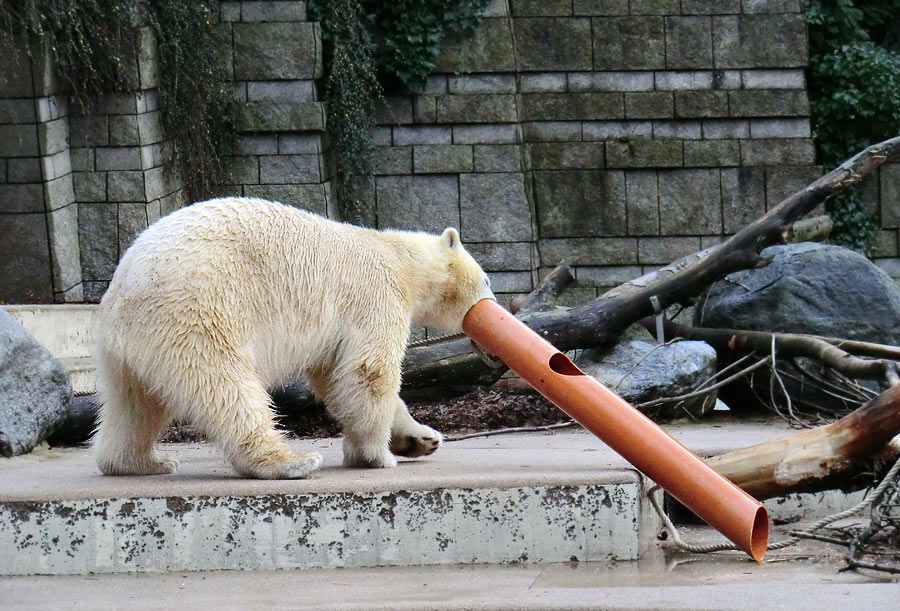 Eisbärin ANORI im Wuppertaler Zoo am 30. November 2013