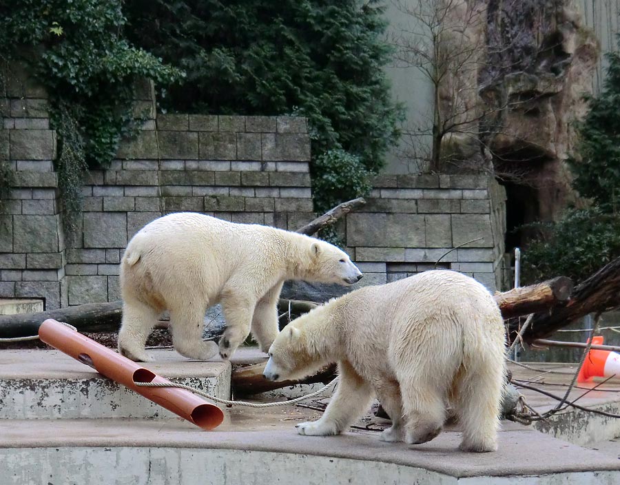 Eisbär LUKA und Eisbärin ANORI im Wuppertaler Zoo am 30. November 2013