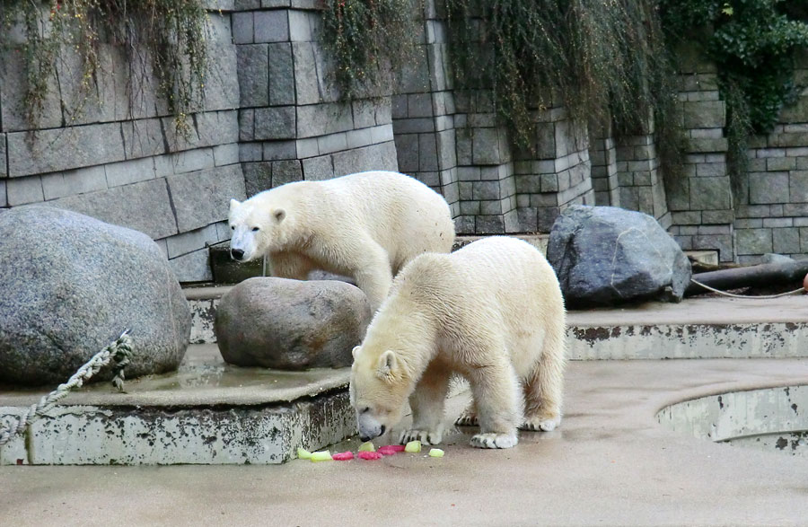 Eisbär LUKA und Eisbärin ANORI im Zoologischen Garten Wuppertal am 30. November 2013
