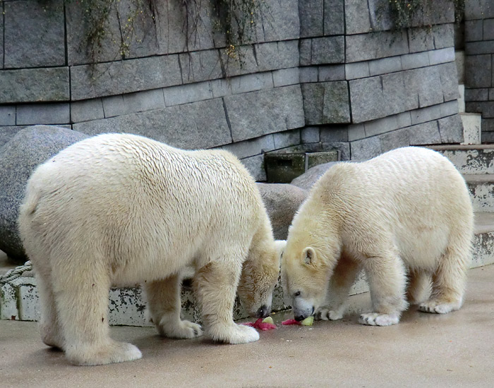 Eisbären LUKA und ANORI am 30. November 2013 im Wuppertaler Zoo