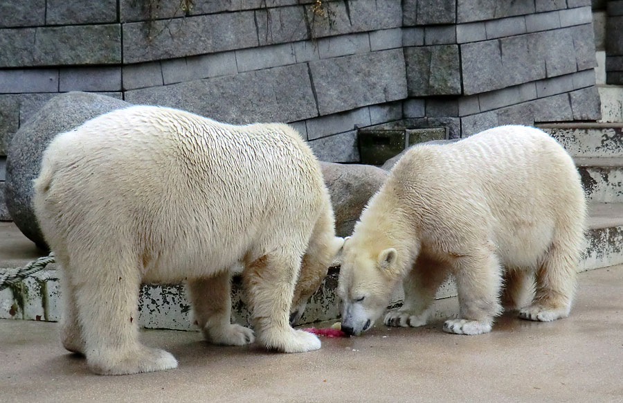 Eisbär LUKA und Eisbärin ANORI im Zoo Wuppertal am 30. November 2013