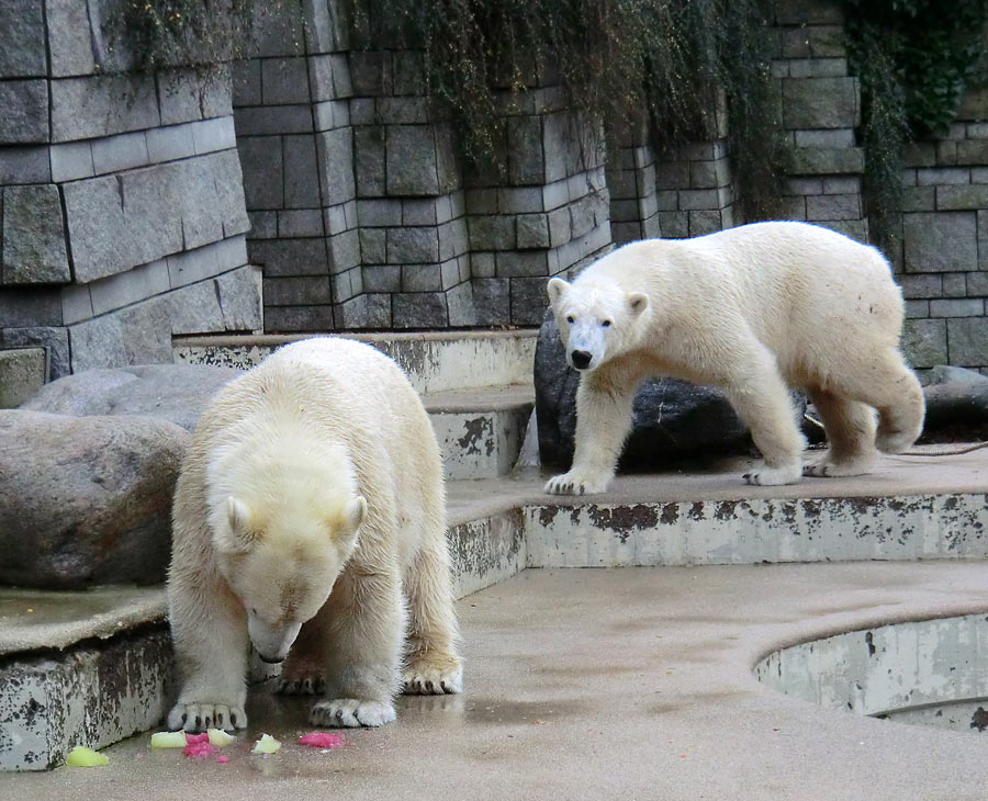 Eisbärin ANORI und Eisbär LUKA im Zoo Wuppertal am 30. November 2013