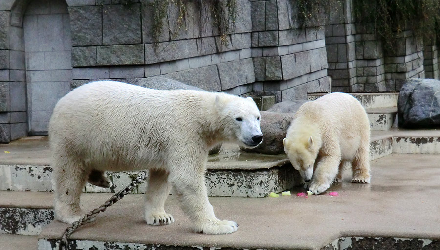 Eisbär LUKA und Eisbärin ANORI im Wuppertaler Zoo am 30. November 2013