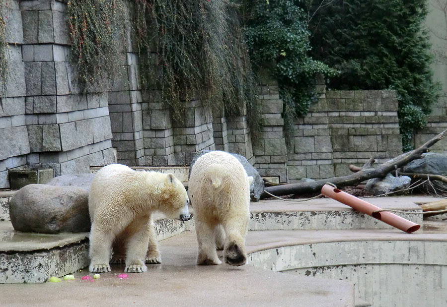Eisbärin ANORI und Eisbär LUKA im Zoo Wuppertal am 30. November 2013