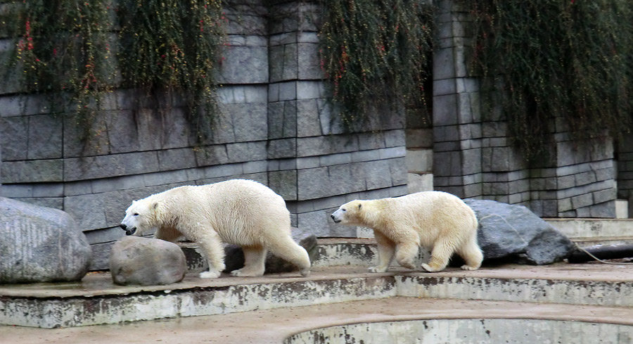 Eisbär Luka und Eisbärin ANORI im Zoo Wuppertal am 7. Dezember 2013