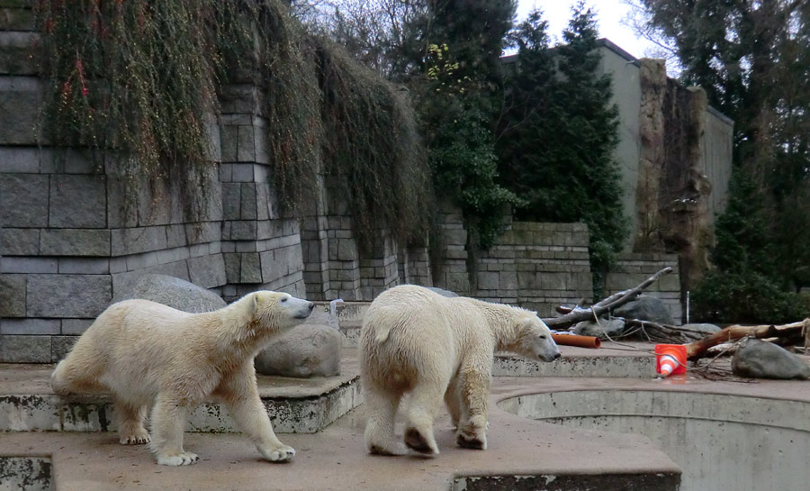 Eisbärin ANORI und Eisbär LUKA im Wuppertaler Zoo am 7. Dezember 2013
