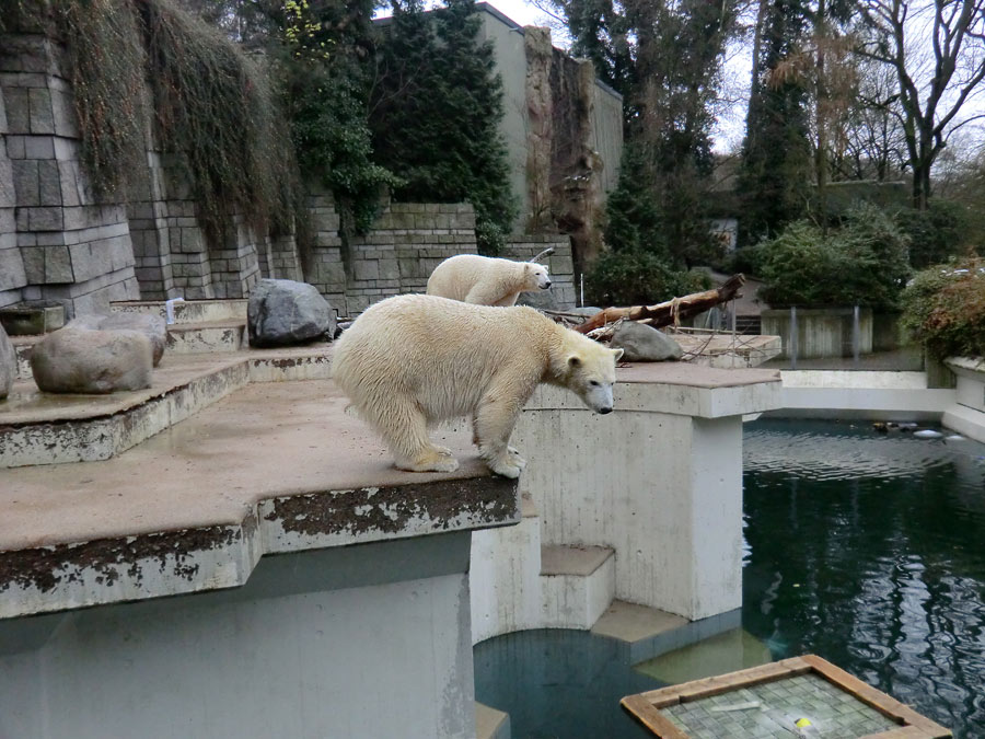 Eisbärin ANORI und Eisbär LUKA im Zoo Wuppertal am 7. Dezember 2013