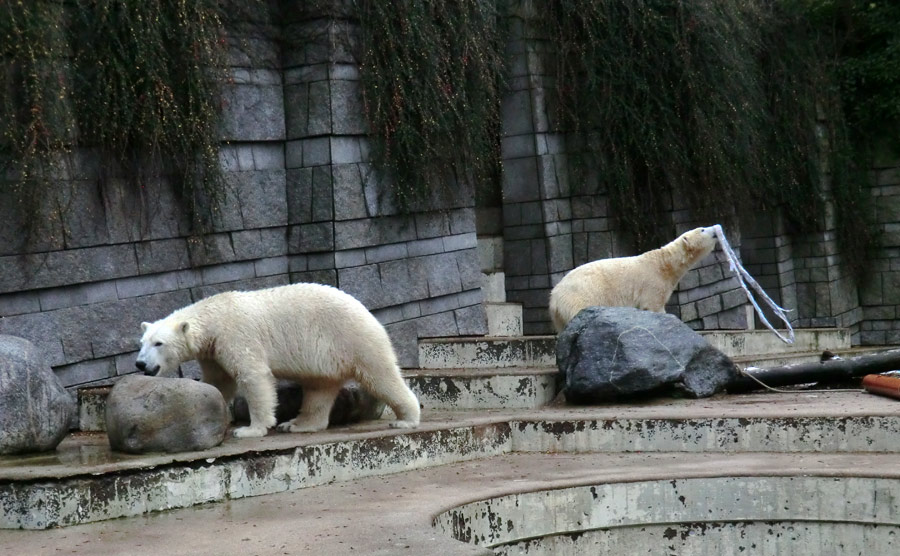 Eisbär Luka und Eisbärin ANORI im Zoologischen Garten Wuppertal am 7. Dezember 2013
