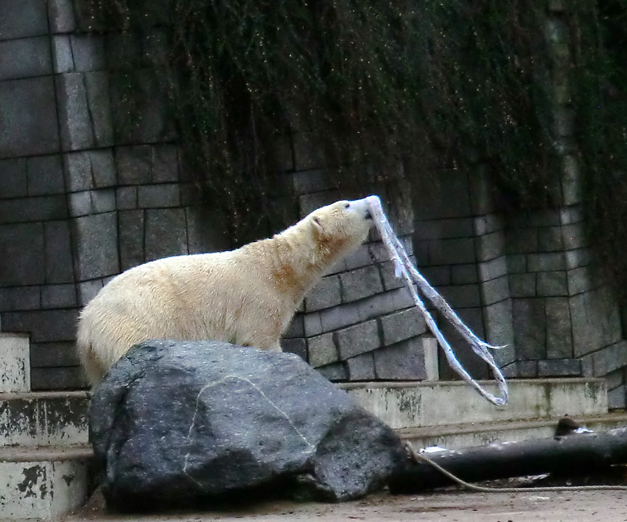 Eisbärin ANORI im Wuppertaler Zoo am 7. Dezember 2013