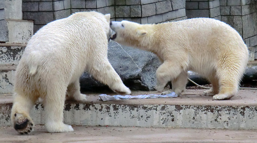 Eisbär Luka und Eisbärin ANORI im Wuppertaler Zoo am 7. Dezember 2013