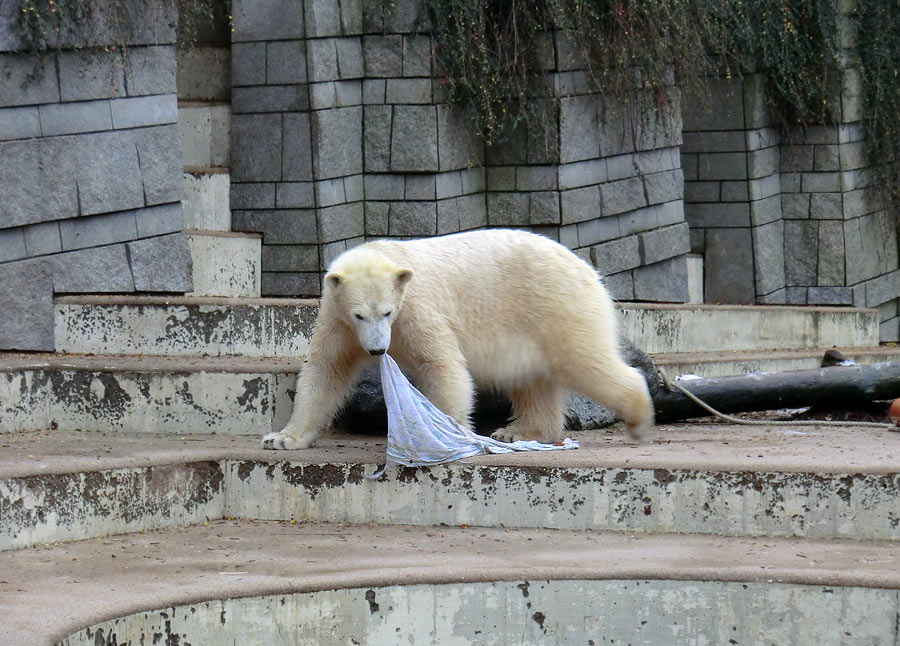 Eisbärin ANORI im Zoo Wuppertal am 7. Dezember 2013