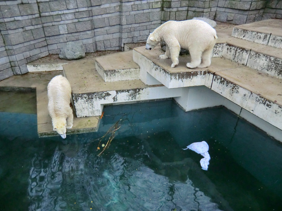 Eisbärin ANORI und Eisbär LUKA im Wuppertaler Zoo am 7. Dezember 2013