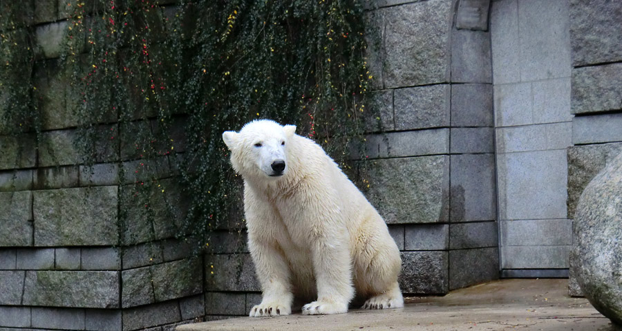 Eisbär LUKA im Zoologischen Garten Wuppertal am 7. Dezember 2013