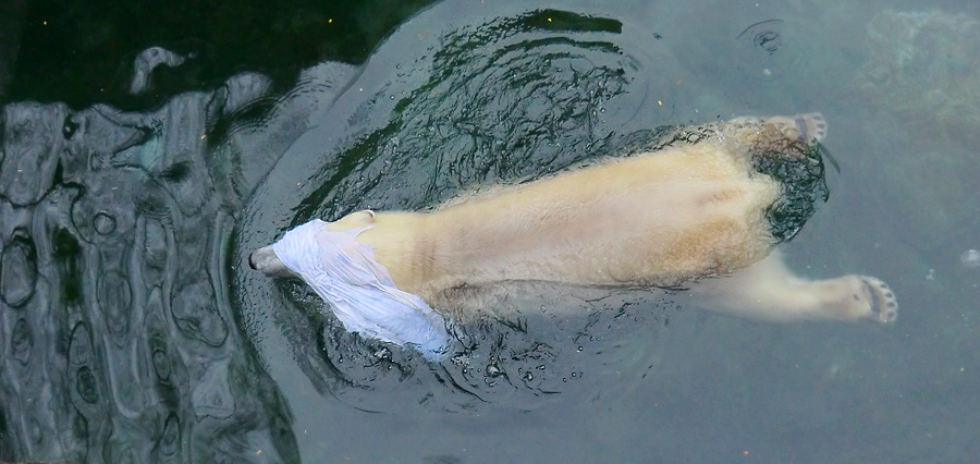 Eisbärin ANORI im Wuppertaler Zoo am 7. Dezember 2013
