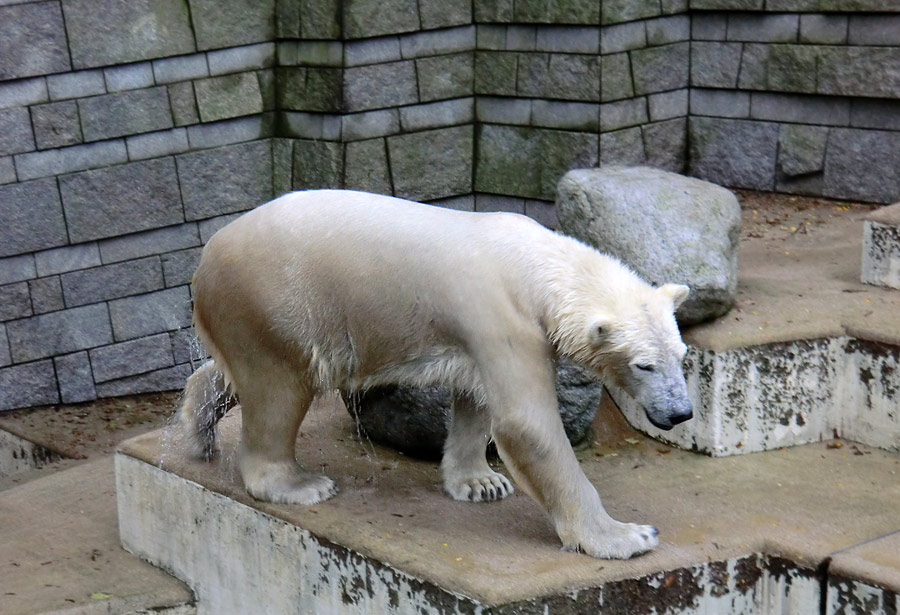 Eisbär LUKA im Zoo Wuppertal am 7. Dezember 2013