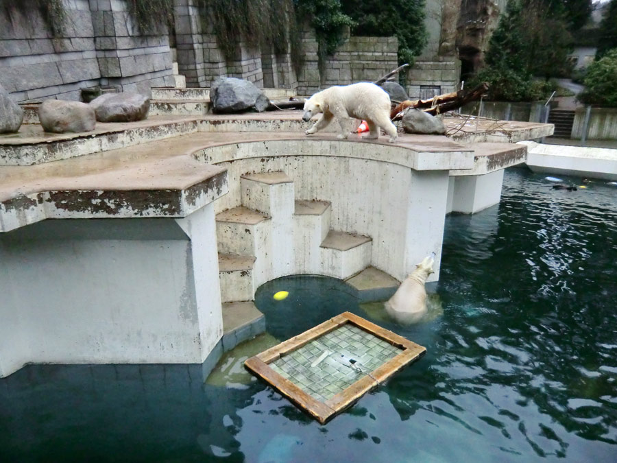 Eisbär Luka und Eisbärin ANORI im Zoologischen Garten Wuppertal am 7. Dezember 2013