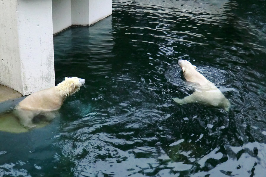 Eisbärin ANORI und Eisbär LUKA im Zoologischen Garten Wuppertal am 7. Dezember 2013