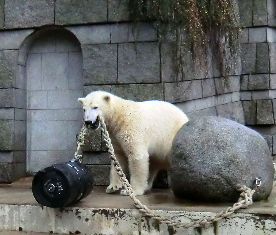 Eisbär LUKA im Wuppertaler Zoo am 8. Dezember 2013