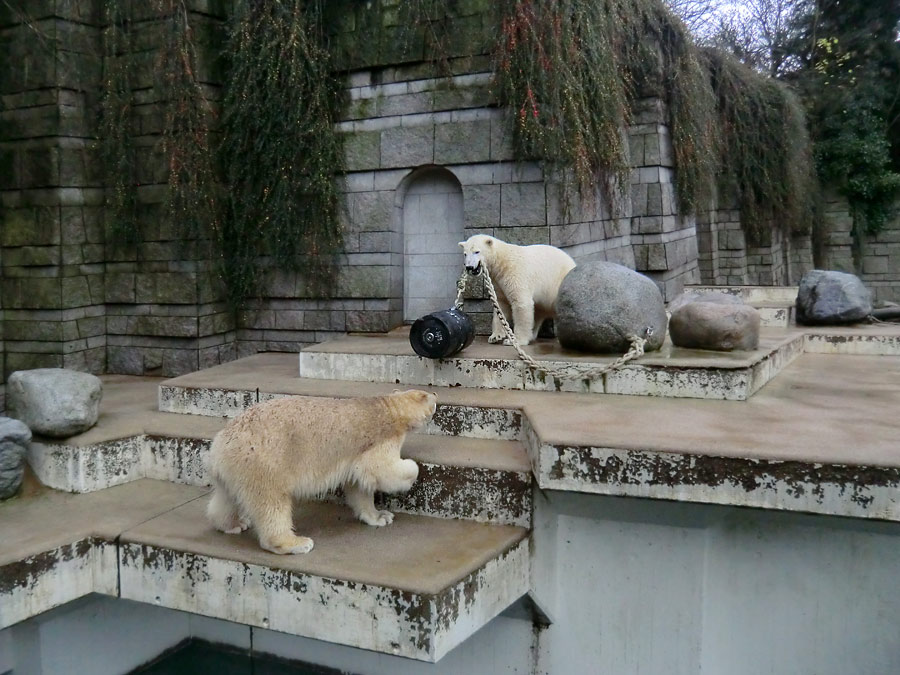 Eisbärin ANORI und Eisbär LUKA im Zoologischen Garten Wuppertal am 8. Dezember 2013