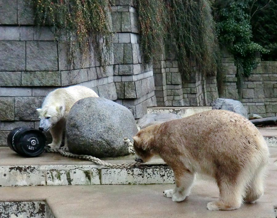 Eisbär Luka und Eisbärin ANORI im Zoo Wuppertal am 8. Dezember 2013