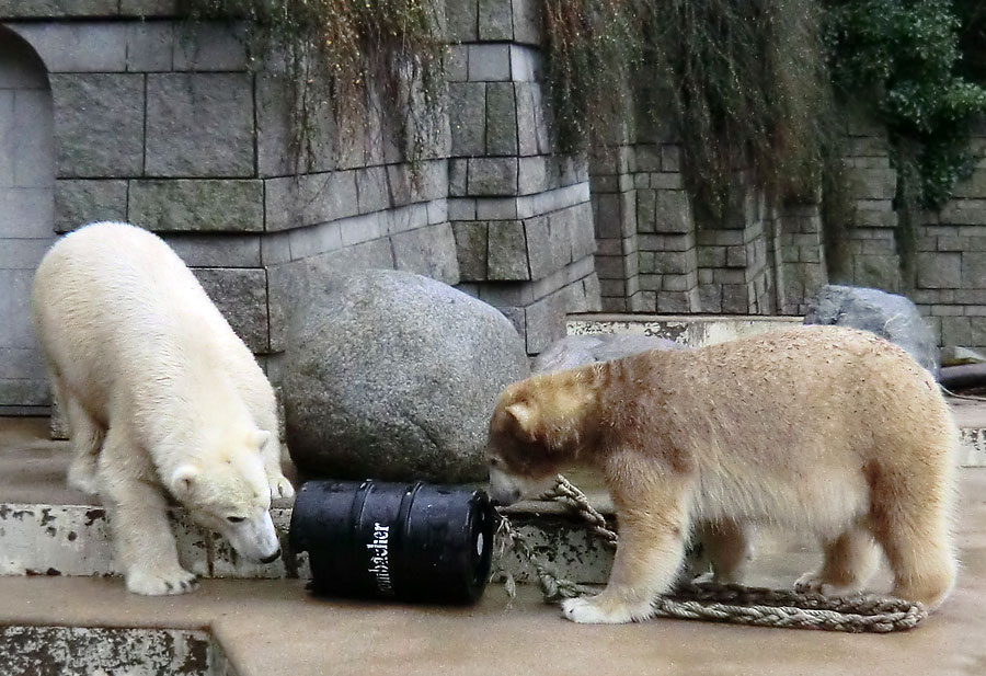 Eisbär Luka und Eisbärin ANORI im Zoologischen Garten Wuppertal am 8. Dezember 2013