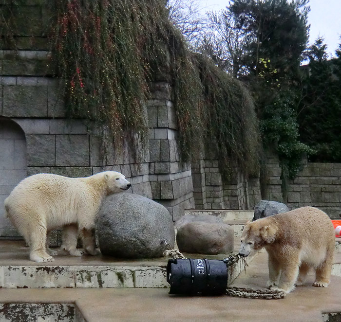 Eisbären LUKA und ANORI am 8. Dezember 2013 im Wuppertaler Zoo